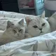 向贤