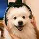 问问